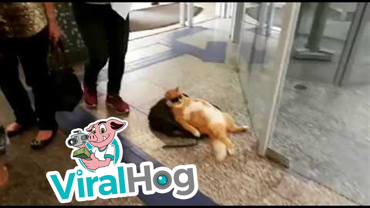 Nevjerojatno cool mačka izležavala se u predvorju banke i zabavljala prolaznike