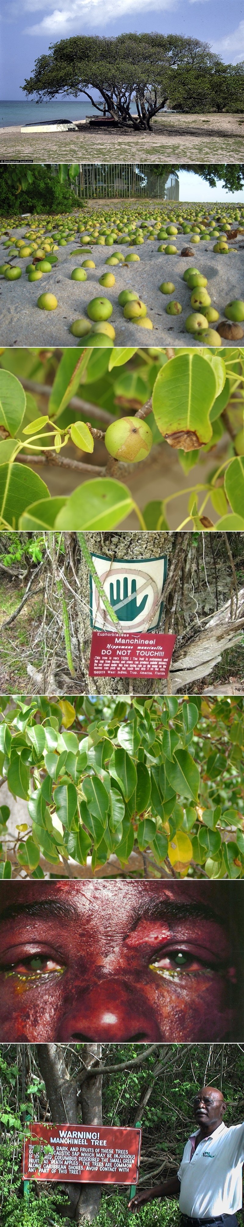 DRVO UBOJICA: Takneš ga i mrtav si, nije šala!