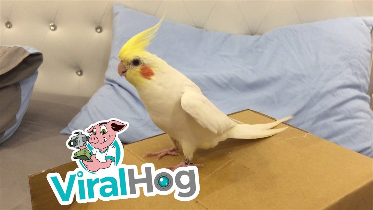 Malena nimfa čini preslatku stvar kada je vlasnik stavi na kartonsku kutiju 