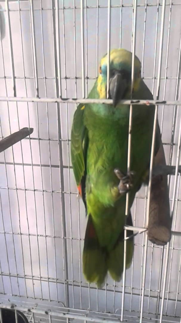 Ova papiga pjeva Rihanninu pjesmu i to zvuči sjajno