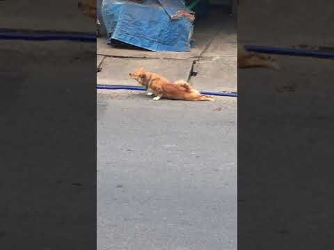 Mislili ste da su samo mace lukave? Ovaj pas će vas razuvjeriti! 