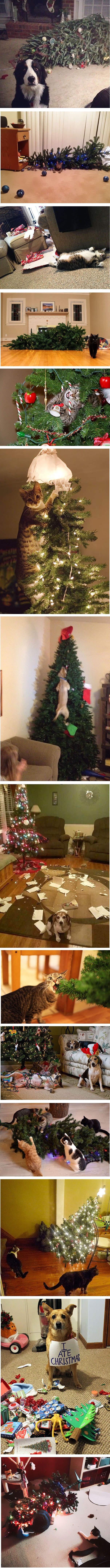 Ove su životinje uništile Božić i nije ih briga za to