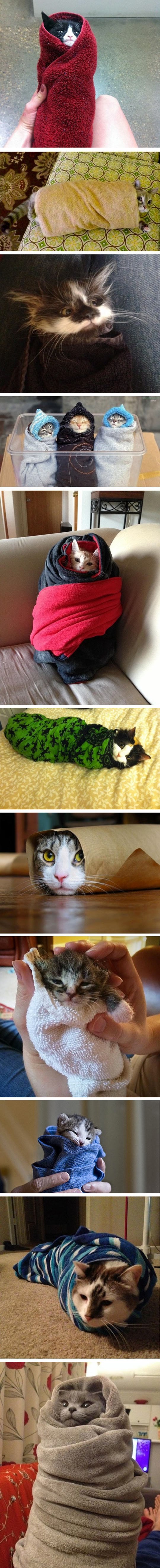 Preslatke fotografije maca uljepšat će svačiji dan