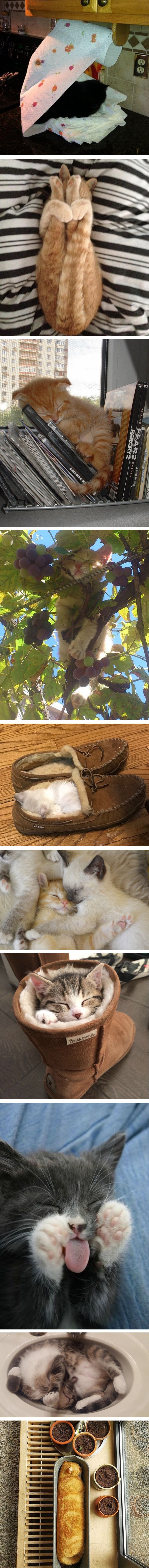 Ako si želite uljepšati dan, dovoljno je pogledati ove slatke spavalice