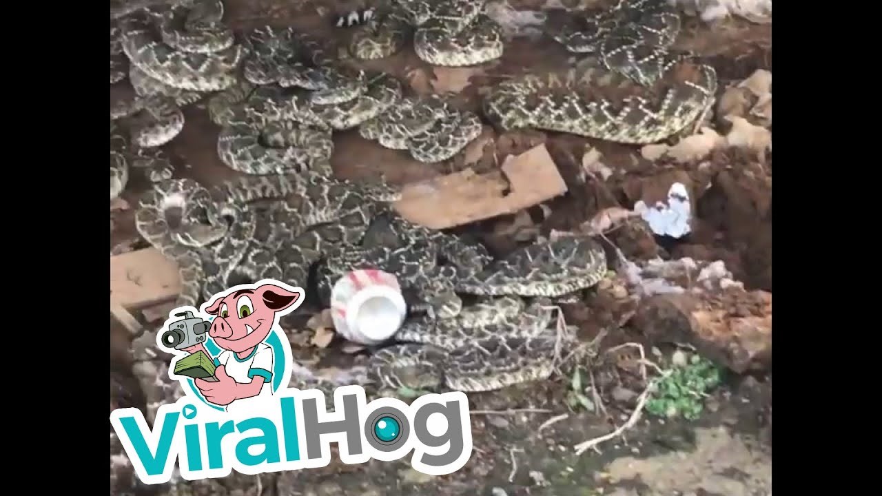 Podigli su staru kućicu i pronašli iznenađenje koje ih je prestrašilo nasmrt 