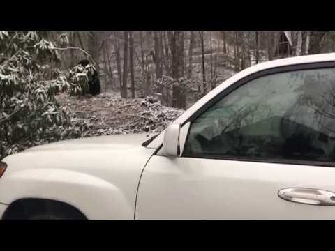 U auto im je ušao medvjed i morali su smisliti način da ga izbace i ne nastradaju