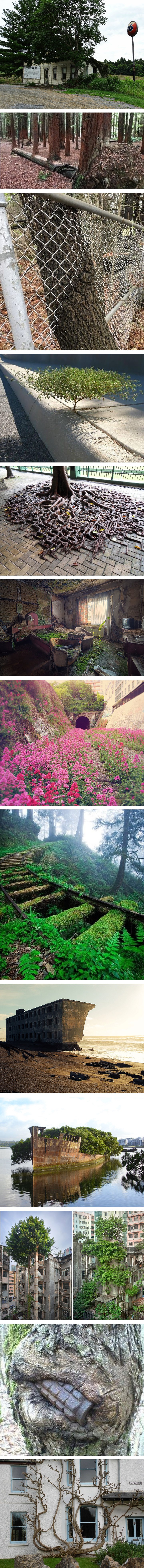 Priroda će uvijek pronaći način da pobijedi ljude, a ove fotke to dokazuju