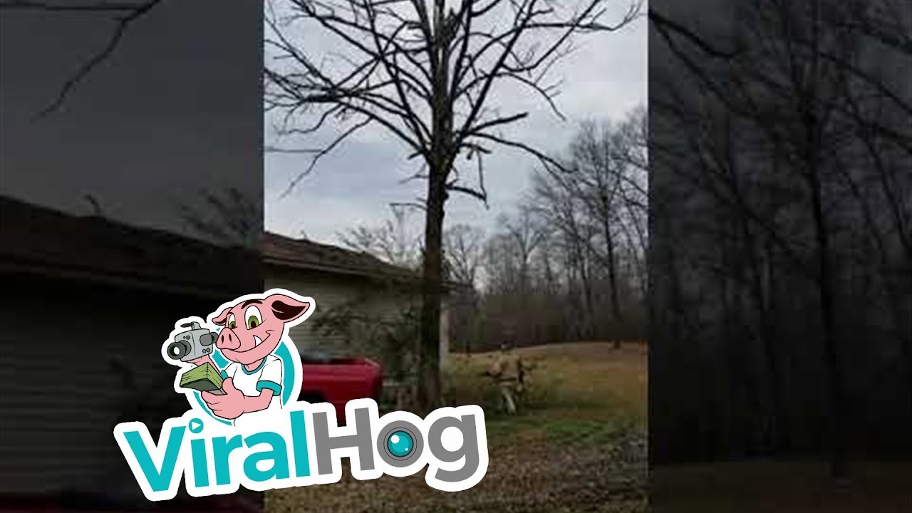 Htio je srušiti drvo ispred kuće, a onda mu se dogodio promašaj godine