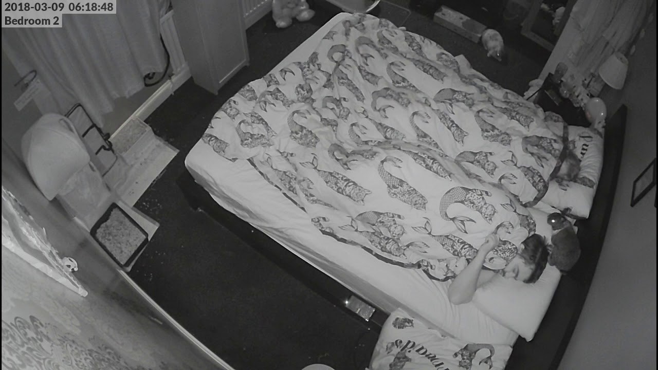 Pustili su zečeve preko noći u sobu pa dobili neočekivano buđenje