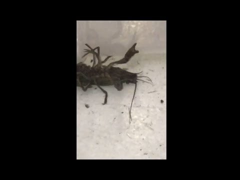 Bacio je novčić na riječnog raka, a onda se dogodilo nešto nevjerojatno