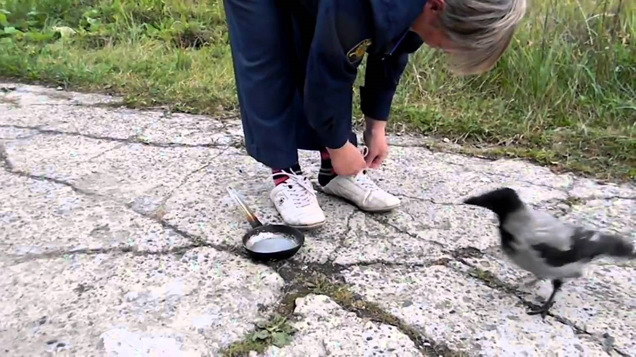 VIDEO Pametna vrana pokušava odvratiti pažnju ženi kako bi je pokrala