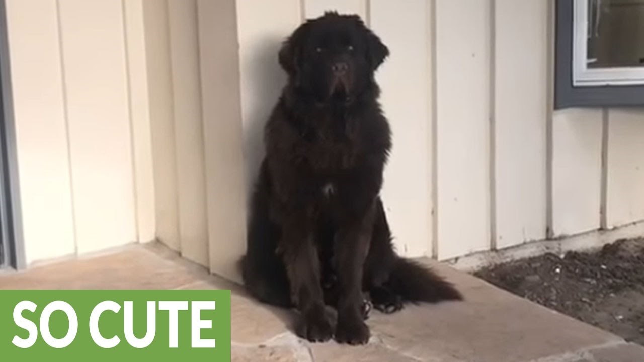 Ovaj se pas užasno naljutio na vlasnike, no čarobna riječ sve je ispravila 