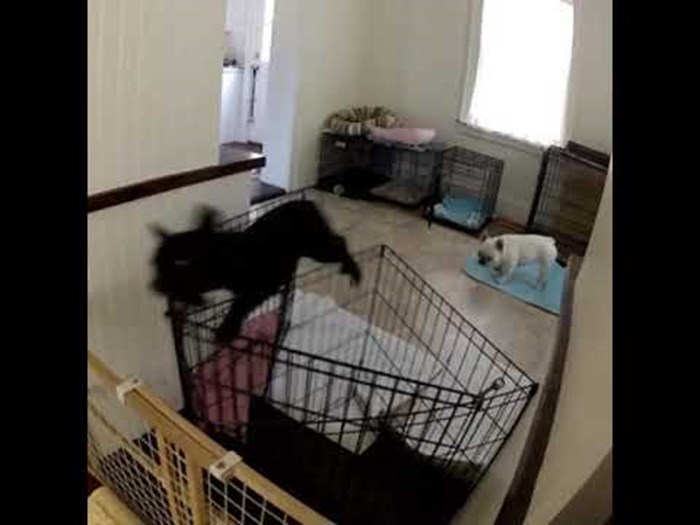 Kamera snimila psa koji je neprestano ulazio u kuhinju, ovome se nitko nije nadao