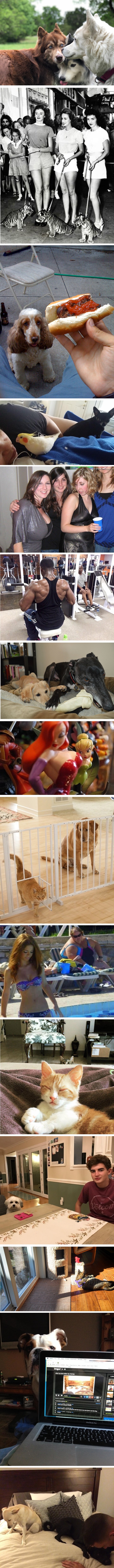 Ove su fotke dokaz da ljubomora dolazi u svim oblicima i veličinama