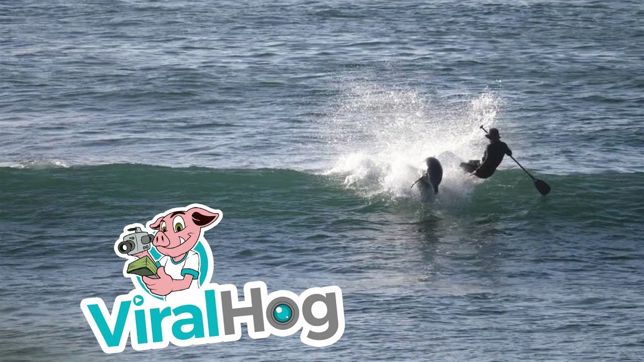 VIDEO Veslao je na dasci, a onda ga je zločesti dupin gurnuo u vodu