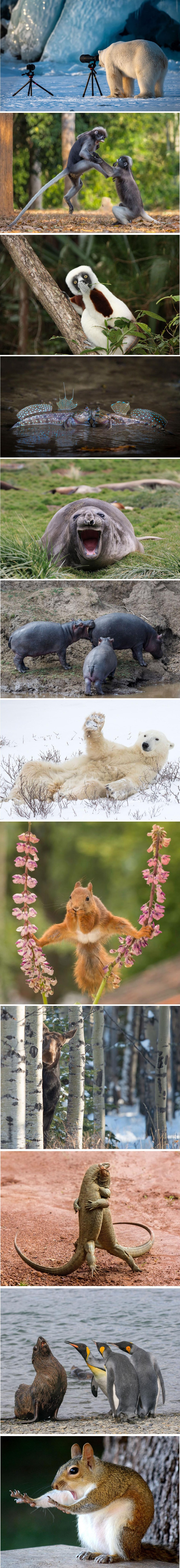 Ovo su najsmješnije fotografije divljih životinja 2018. godine
