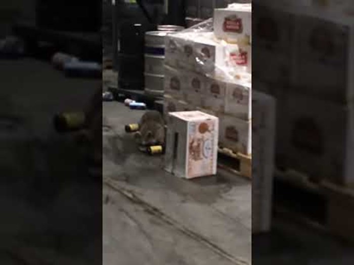 Rakun upao u skladište pića, radnici ga našli mrtvog pijanog