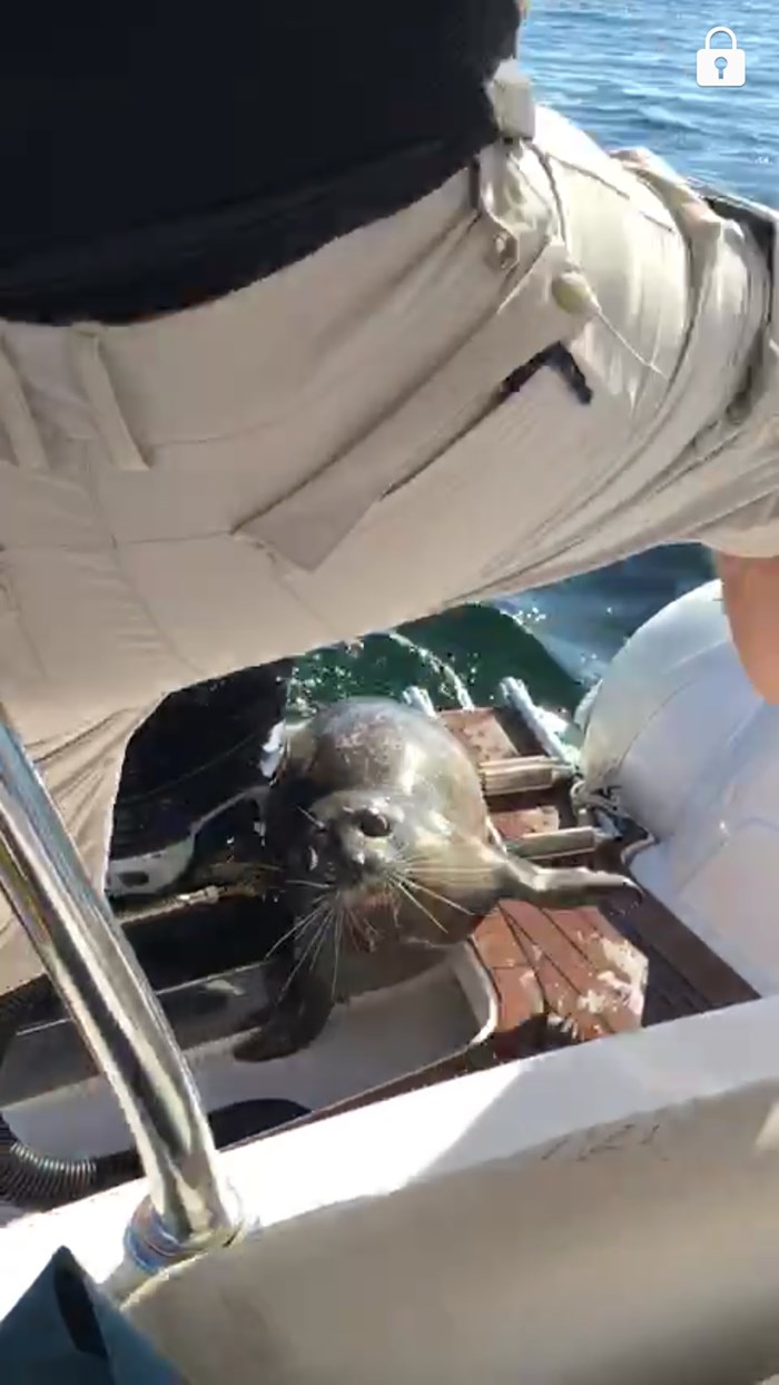 Snalažljivi tuljan uskočio na brod kako bi se spasio od kitova ubojica