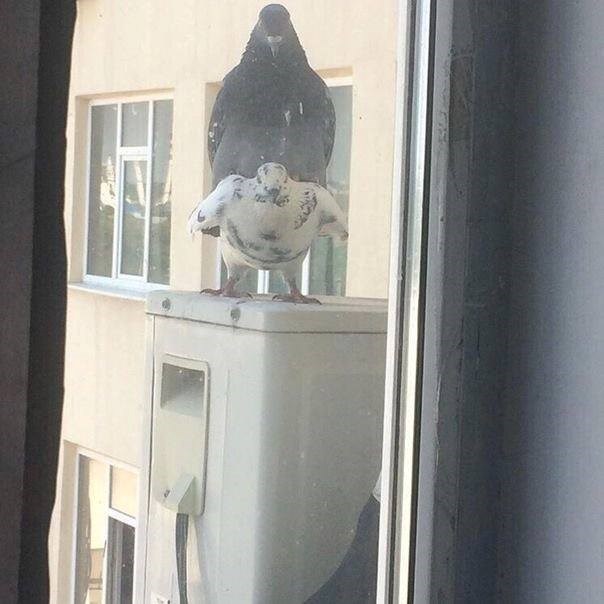 Ono kad ne znaš tko je u ovoj priči voajer 