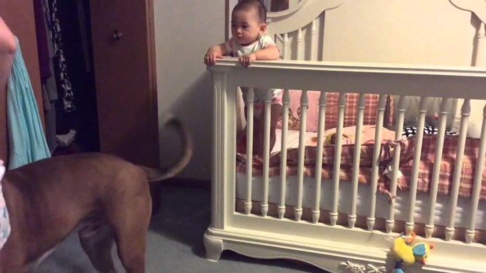 "Napala" vlastito dijete kako bi vidjela što će učiniti njihov pas