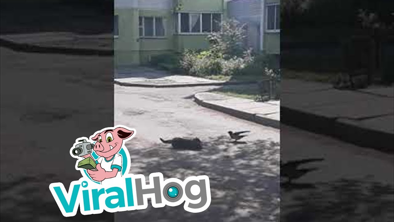 Tučnjava stoljeća:  Ljudi snimili najčudniju svađu koje će vas jako zbuniti