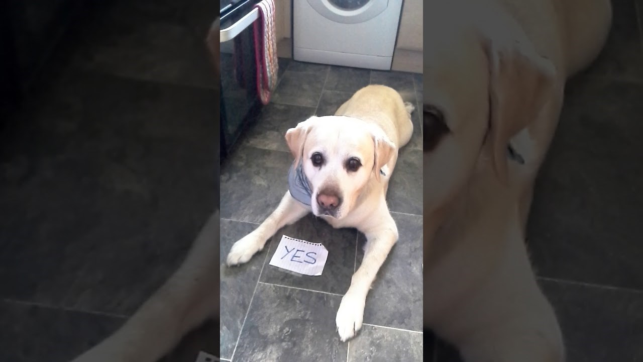 Pesonja je uspio odgovoriti na pitanja pomoću papira i potpuno nas očarao