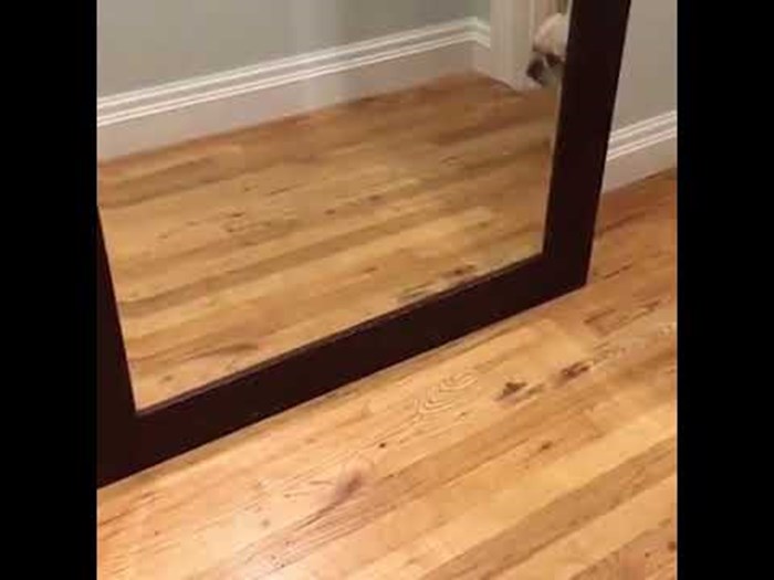 VIDEO Pas imao najsmješniju i najslađu reakciju na svoj odraz u ogledalu 
