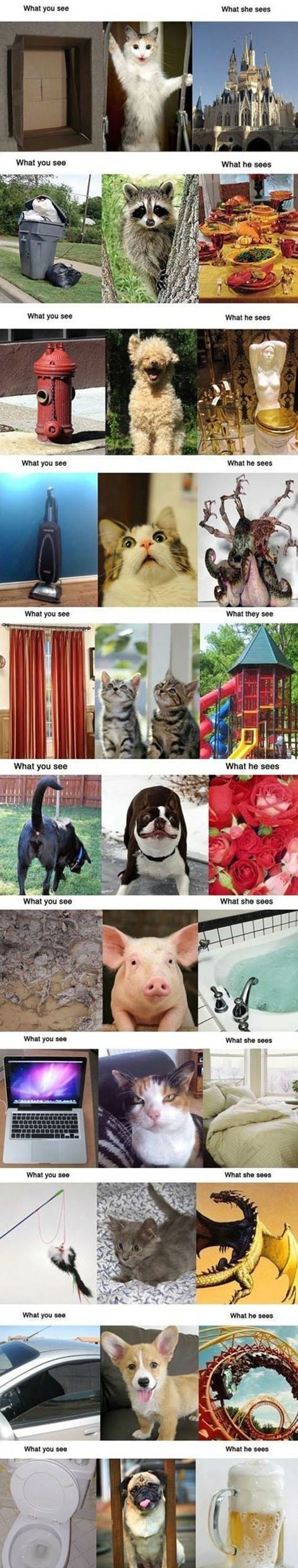 Kako svijet vide ljudi, a kako svijet vide životinje i naši kućni ljubimci 