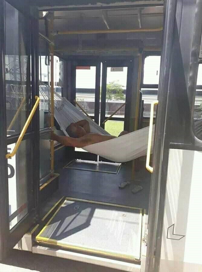 Udomaćio se u gradskom busu, da niste vidjeli, ne biste povjerovali u ovo!