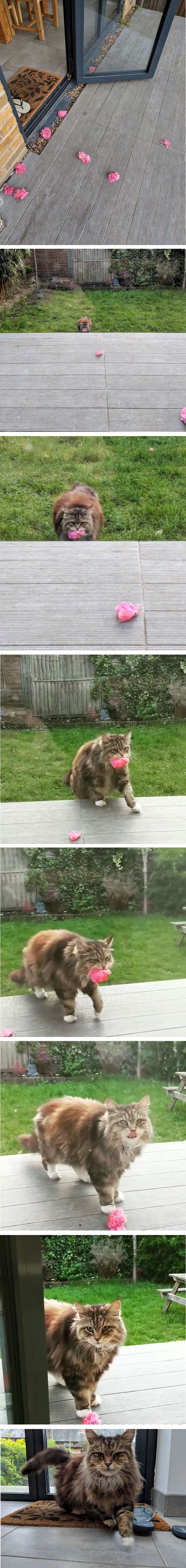 Tajni obožavatelj ostavljao joj je latice cvijeća u dvorištu, a kada je saznala njegov identitet, oduševila se