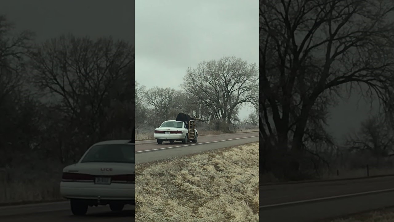 Baš kad smo pomislili da smo sve vidjeli, netko je prevozio bika u autu