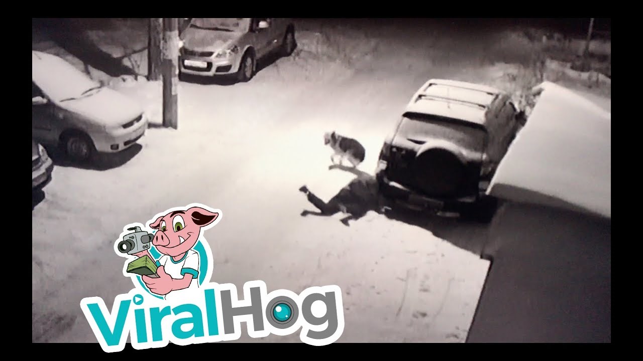 VIDEO Udario je psa nogom pa dobio ono što je zaslužio 