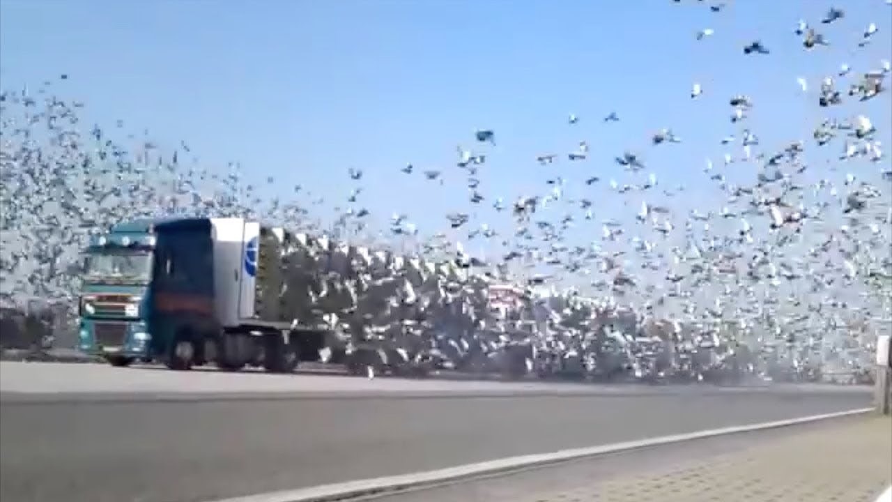 Da nije snimljeno, nitko ne bi vjerovao da se ovo stvarno dogodilo 