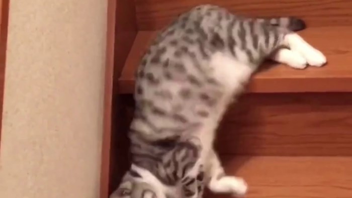 VIDEO Ova maca ima urnebesan način za spuštanje niz stepenice
