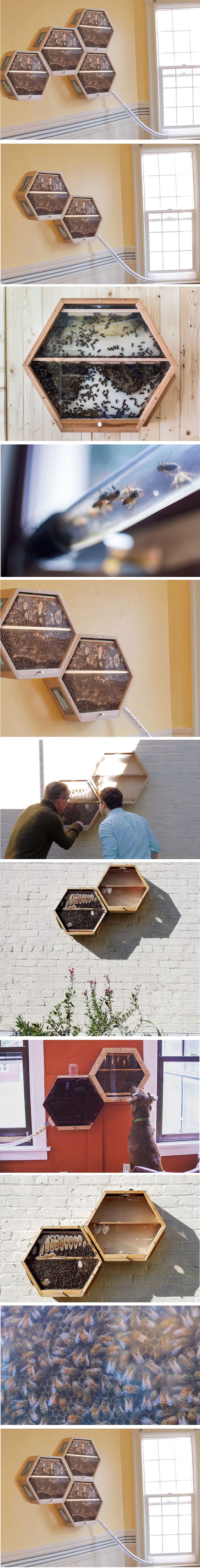 Ova kompanija spašava pčele od izumiranja na genijalan način