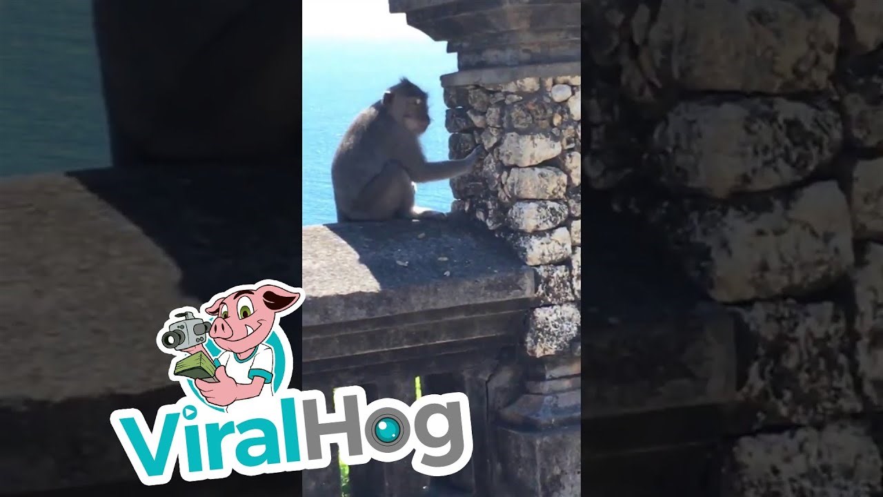 Htjela je napraviti savršen selfie, a onda joj je majmun ukrao mobitel