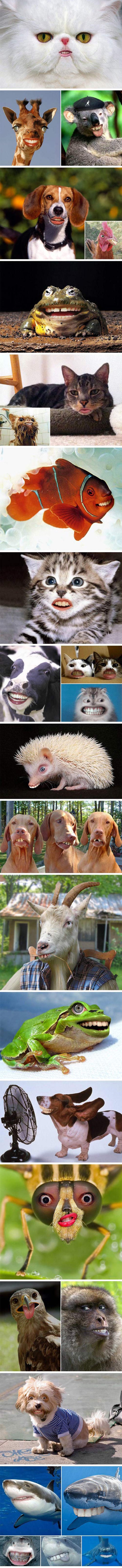 Netko je primijetio da životinje postanu nevjerojatno smiješne ako im se doda jedan detalj