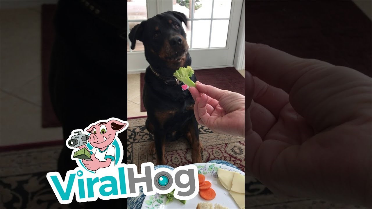 GIF Pametni pas dobro zna koja je hrana ukusna, a koja nije