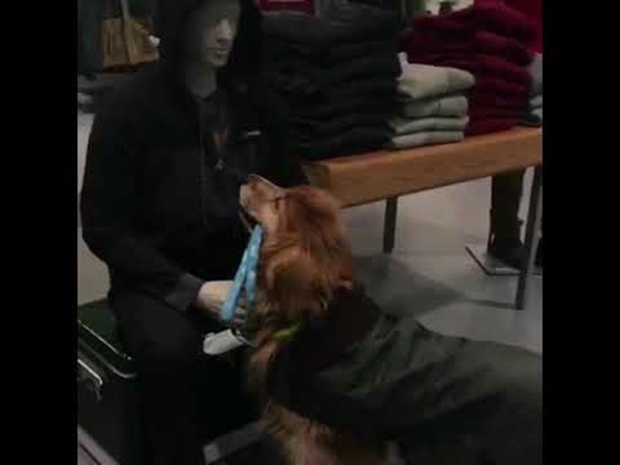 VIDEO Zbunjeni psić pokušava zadobiti pažnju lutke iz trgovine
