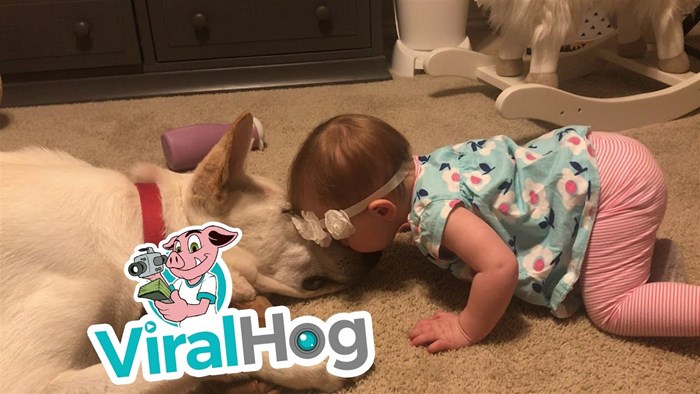 Djevojčica davala puse svom psu, a on joj uzvratio na najslađi način