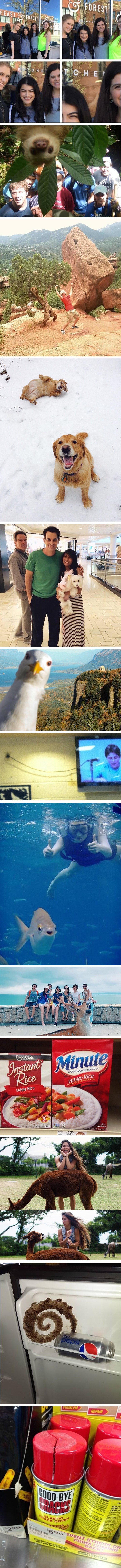 Neočekivani upadi i genijalne slučajnosti ove fotke čine baš zabavnima