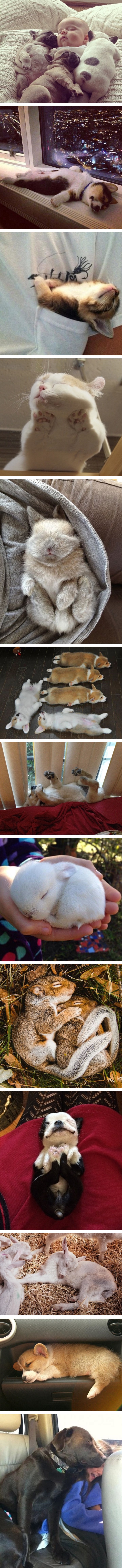 Kada vidite ove slatke usnule životinje, poželjet ćete zaspati kraj njih