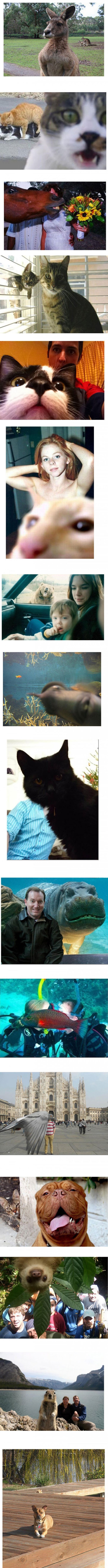 Ove urnebesne životinje uletjele su u kadar i upropastile fotku na najbolji način