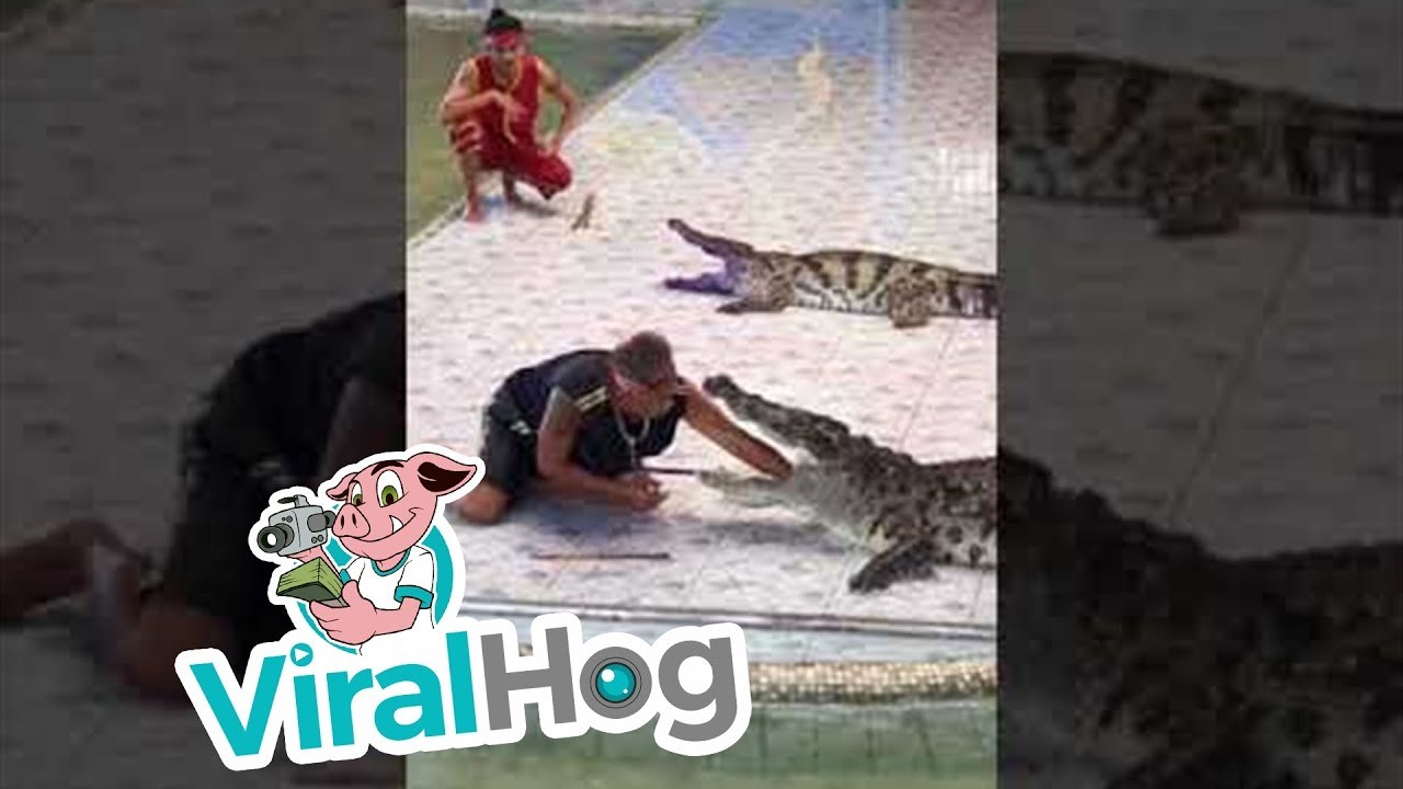 Životinje nisu igračke: Hranio je krokodila pa skoro ostao bez ruke