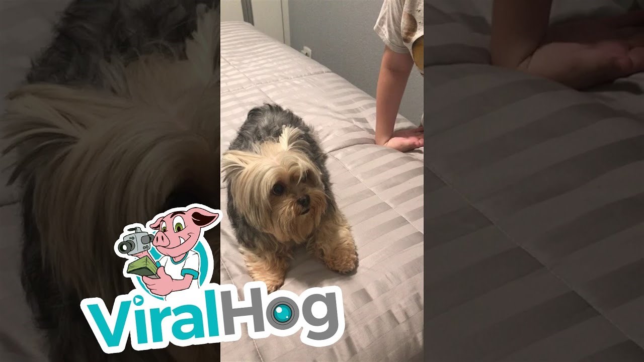 Urnebesni pesonja ne dopušta da ga dodiruju, a razlog tomu je presmješan