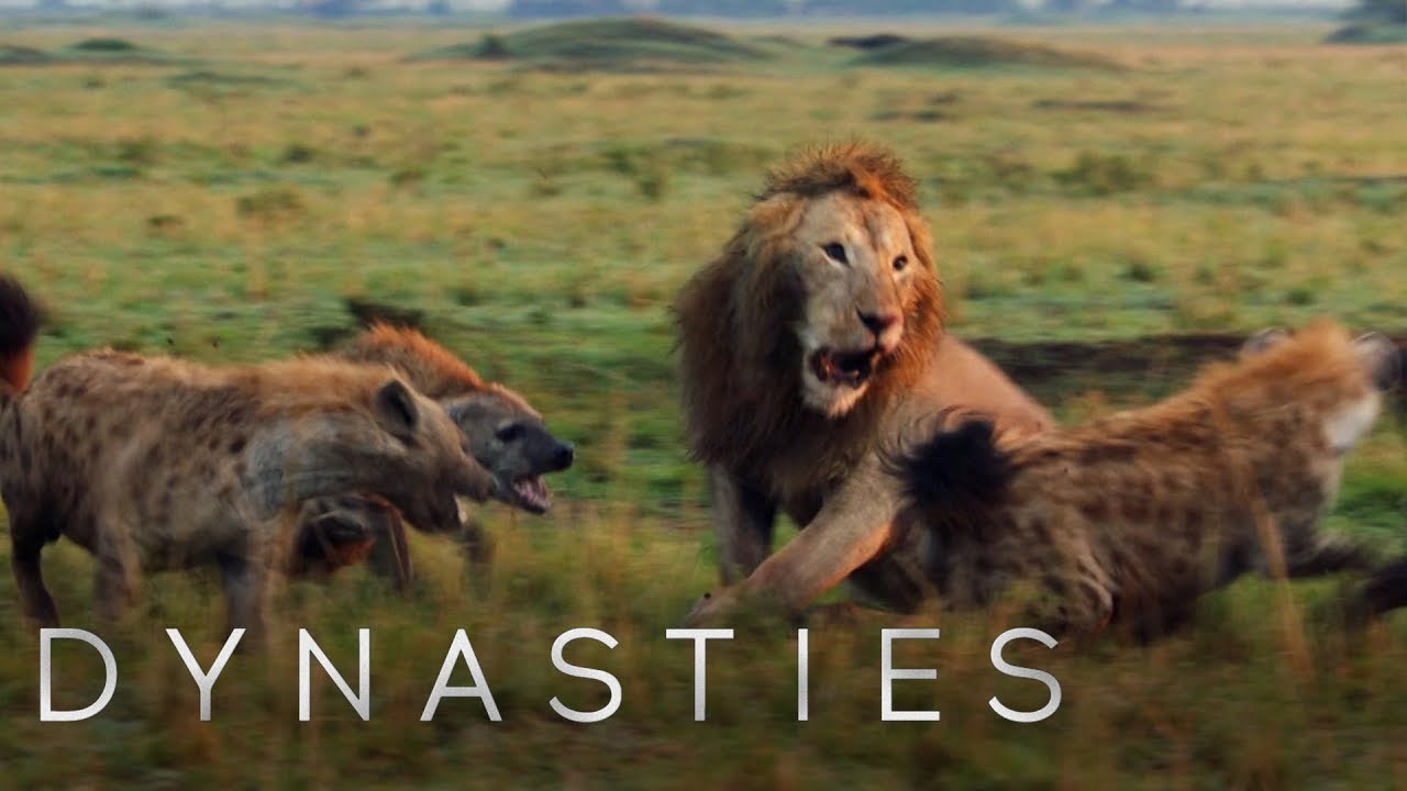 Krdo hijena napalo lava koji je u zadnji tren dobio neočekivanu pomoć