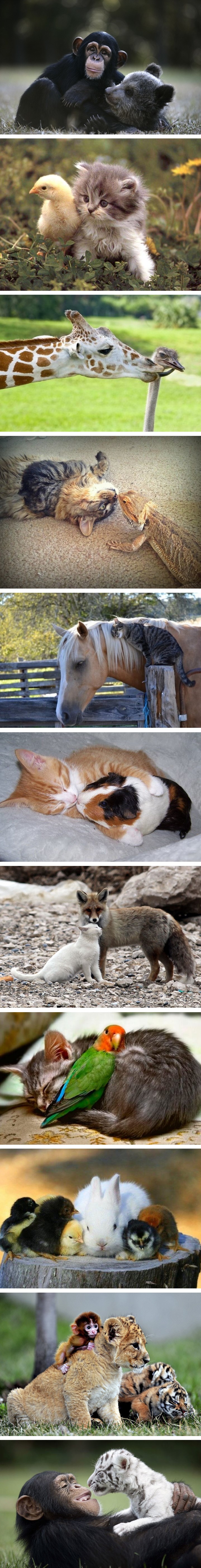 Fotke neobičnih životinjski prijateljstava izmamit će osmijeh na vaše lice 