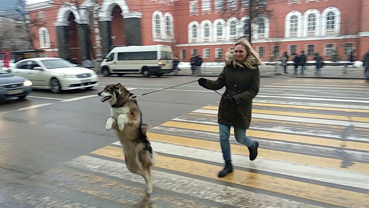 Pas nasmijao prolaznike jer je pokušao hodati kao čovjek, morali su ga snimiti 