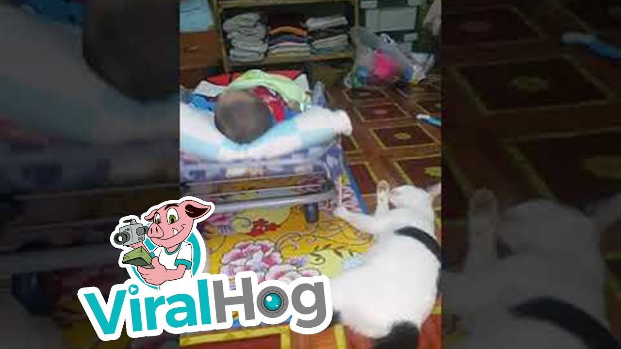 Preslatka maca brine se za sebe i malu bebu na genijalan način