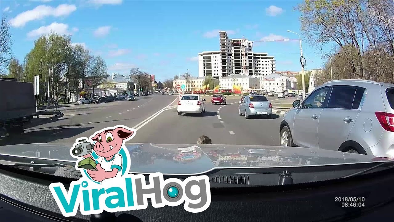 Na putu do posla na autu mu se pojavio neočekivani gost koji bi zaprepastio mnoge